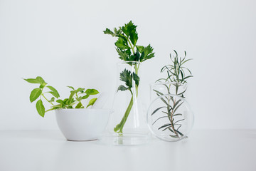 Organic botany and laboratory glassware. Pestle, beaker and erlenmeyer flask with herbs.