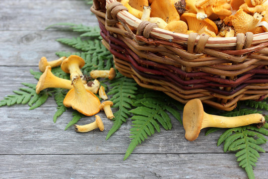 Mushrooms chanterelles in a basket on a table