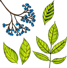 Eldeberry illustration in cartoon style. Great for tea packaging, label, icon, greeting cards, decor