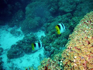 Fototapeta na wymiar Polinesia Francese