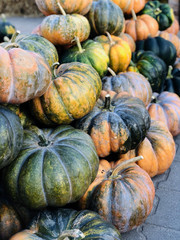 Halloween fresh orange Pumpkins in market in a large pile.