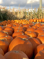 Huge pile of round, bright orange pumpkins for Halloween and Thanksgiving holidays.