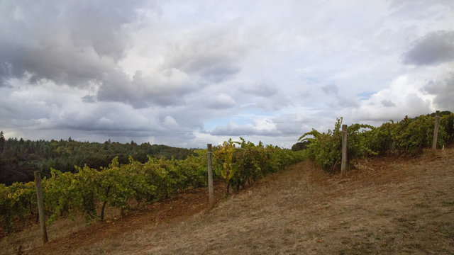 Forward View of Rows of Trestled Grapevines Against a Background of, Blue Sky with White Clouds, Daytime - Oregon
