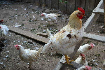 cock and  white chicken with red crest in the chicken coop  