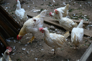 white chicken with red crest in the chicken coop 