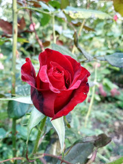Bright rose flowers in natural environment