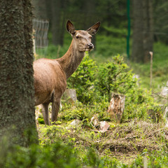 Red deer in forest. Bohemian Forest. Czech Republic.