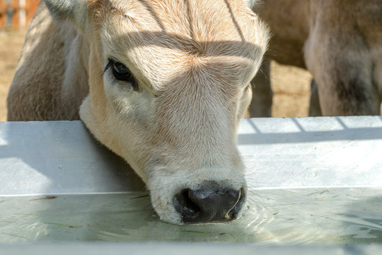 Head of calf who drinks water from trough or tank on farm. Portrait of muzzle.