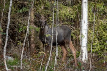 Young moose calf standing in the forest