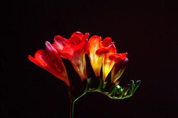 Fototapeta premium Studio shot of freesia flowers isolated on black