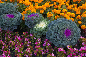 cabbage, flower bed, marigold, begonia