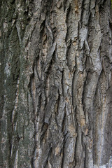 background the bark of an old tree