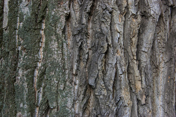 the bark of an old tree background