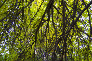 tree branches with green leaves sunlight