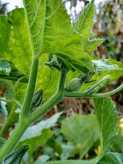Pumpkin in the garden close up