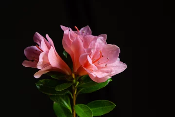 Foto auf Acrylglas Azalee Nahaufnahme von rosa Azaleenblüten auf schwarzem Hintergrund isoliert