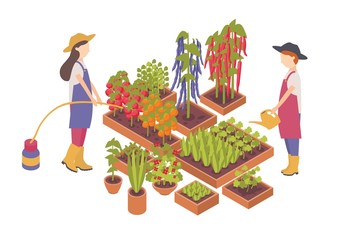 Pair of female cartoon characters watering vegetables growing in boxes or planters isolated on white background. Agriculture, organic gardening and farming. Colorful isometric vector illustration.