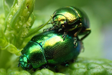 green beetles in the fresh grass