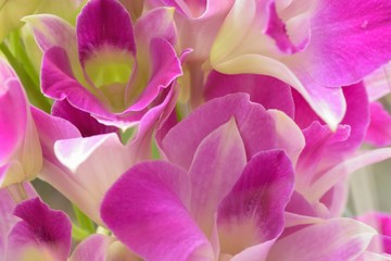 Macro texture of purple Orchid flowers