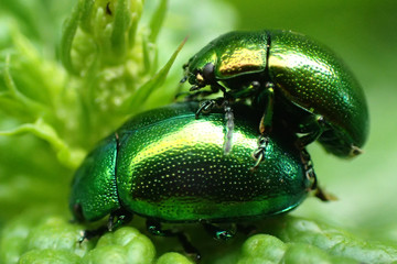 green beetles in the fresh grass