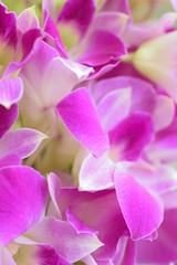 Fototapeta na wymiar Macro texture of purple Orchid flowers