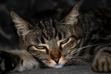 Portrait einer Katze