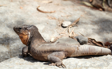Gran-Canaria-Rieseneidechse, Kanareneidechse, Gekko 