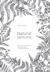 Monochrome flyer template decorated with forest ferns and herbs hand drawn with black contour lines on white background. Natural perfume or fragrance advertisement, promo. Vector illustration.