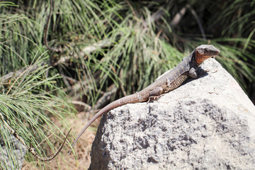 Gran-Canaria-Rieseneidechse, Kanareneidechse, Gekko 