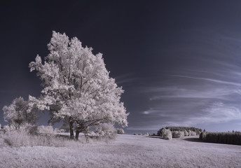 infrared photography - ir photo of landscape with tree under sky with clouds - the art of our world...