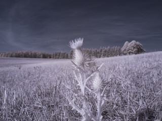 infrared photography - ir photo of landscape with tree under sky with clouds - the art of our world...