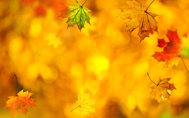 Naklejka na ściany i meble Falling autumn maple leaves natural background.
