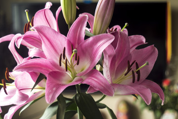 Blooming pink lily flowers.Petals of pink color, brown stamens,pistil.Green burgeons.Good background for a site about flowers,nature,art and bouquets.