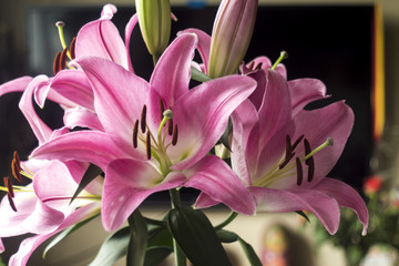 Fototapeta premium Blooming pink lily flowers.Petals of pink color, brown stamens,pistil.Green burgeons.Good background for a site about flowers,nature,art and bouquets.
