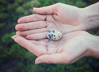 Quail egg in hand, close-up.