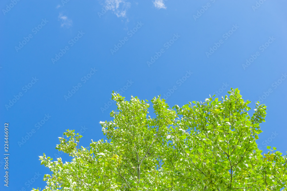 Wall mural green crown trees view from below into the sky. green crown of trees against the sky. view of the sk