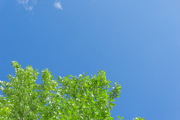 Green crown trees view from below into the sky. Green crown of trees against the sky. View of the sky through the trees from below