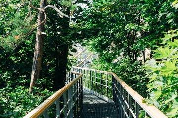 Fototapeta premium green trees and road bridge in the forest in the sunlight