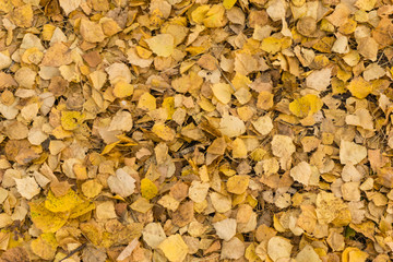 Old dry yellow fallen leaves on the ground. Background texture