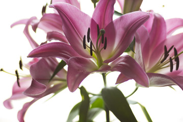 Blooming pink lily flowers on a white background. Petals of pink color,brown stamens,pistil. Background for a site about flowers,nature,art, bouquets.