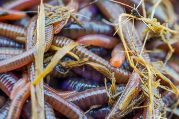 Close up earth worm african night crawler