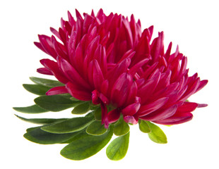 aster flowers isolated on white background