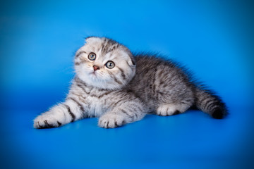 Scottish fold shorthair cat on colored backgrounds