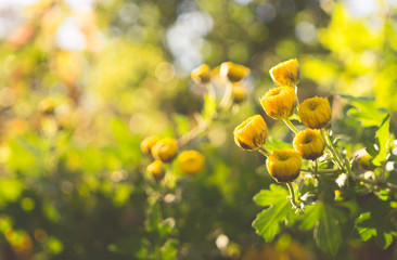 Yellow autumn chrysanthemum in a sunny garden
