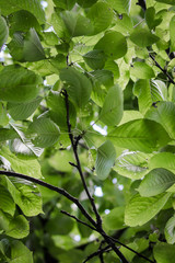 close up of cherry tree foliage in summer