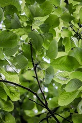 Papier Peint photo Lavable Arbres close up of cherry tree foliage in summer