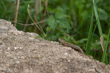 lucertola su un muro
