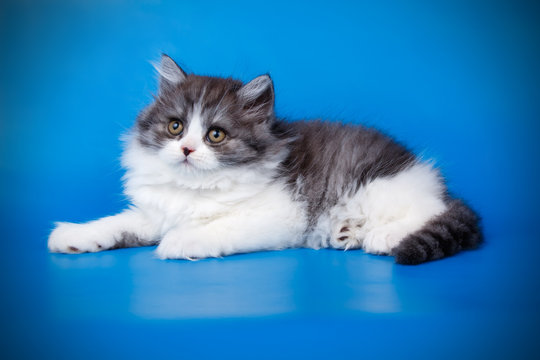 Scottish straight longhair cat on colored backgrounds