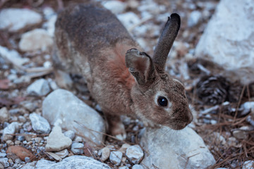 wild rabbits in Turkey