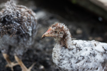 young chicken on the farm